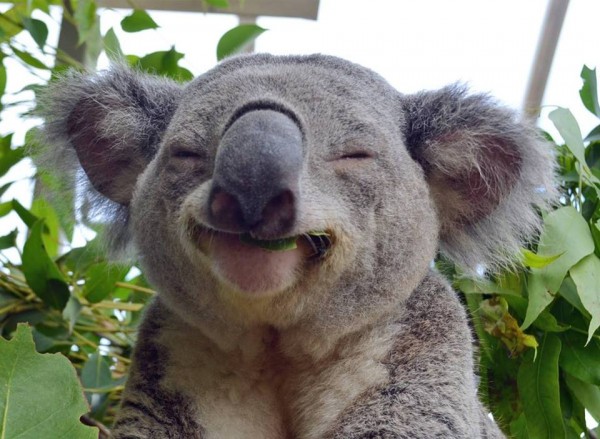 Happy koala